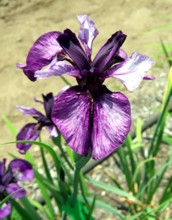 Beardless iris
