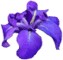 SIGNA - Species Iris Group of North America