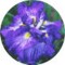Society for Japanese Irises