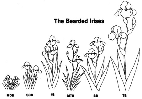 Illustration of 6 Bearded Iris classes